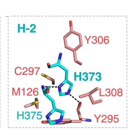 Open access visualization of Protein Structure, Chemical Structure, Sequence-specific recognition, xHxH, METTL9 M6