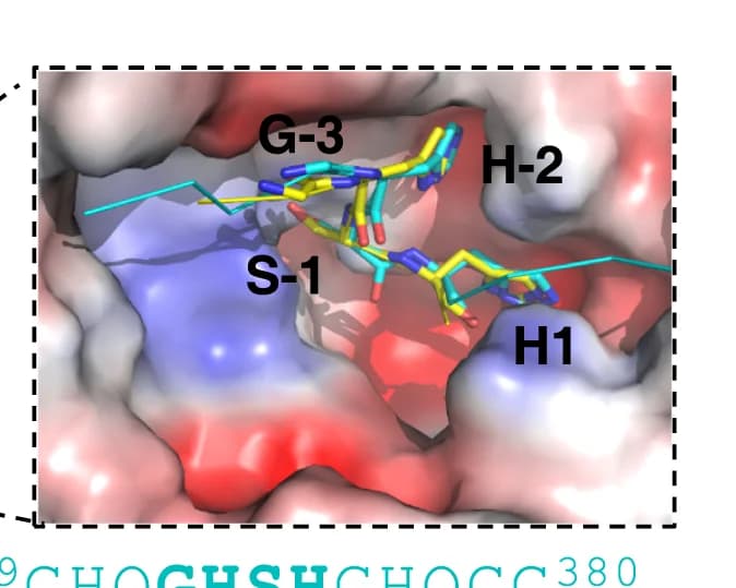 Open access visualization of Protein Structure, Chemical Structure, ITC curves, METTL9 M6, SLC39A5