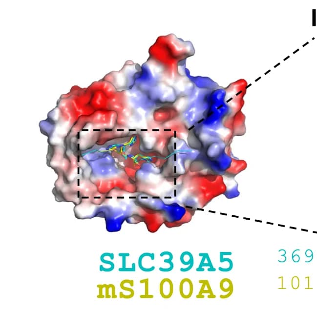 Open access visualization of Protein Structure, Structures, SLC39A5, METTL9 M6, mS100A9