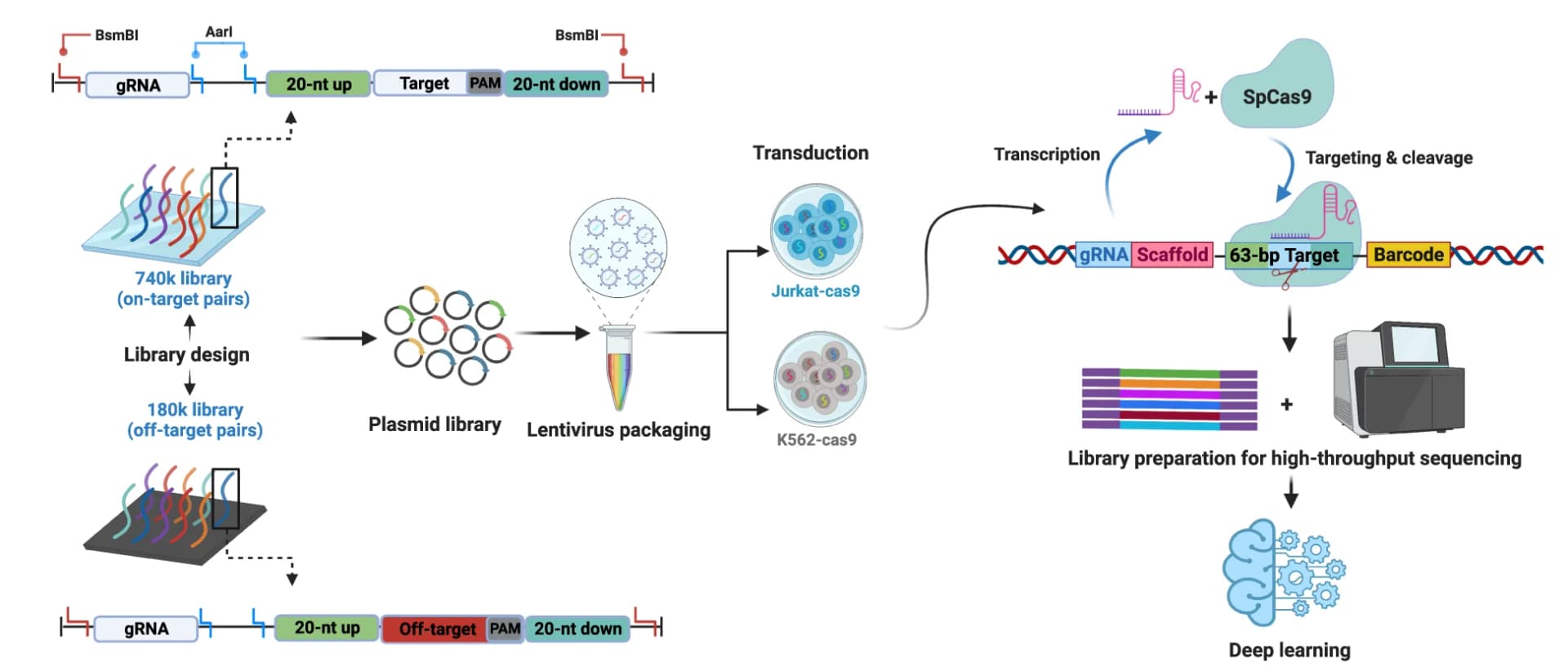 Open access visualization of Workflow, Flowchart, Illustration, gRNA-target library, gRNA-off-target library