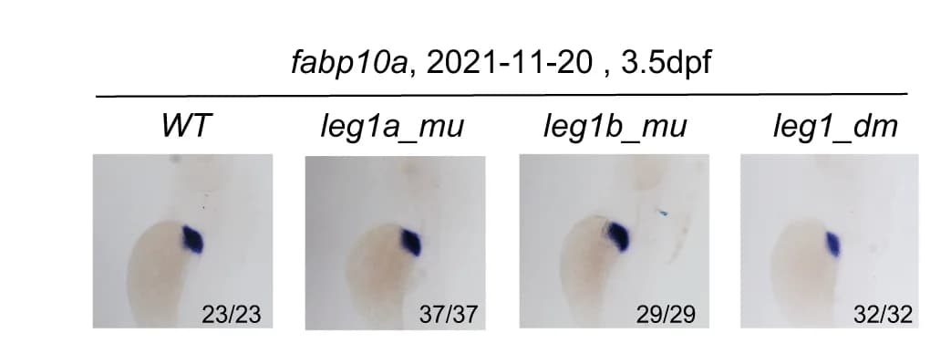 Open access visualization of Microscopy, Photo, WISH images, fabp10a probe, Liver marker