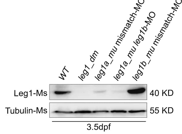 Open access visualization of Gel, Western Blot, Leg1, Embryos, leg1b-MO