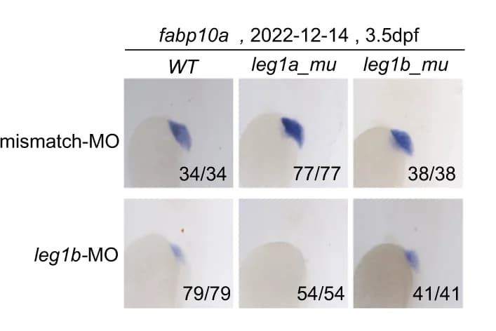 Open access visualization of Microscopy, Representative Images, WISH, fabp10a probe, Liver Size