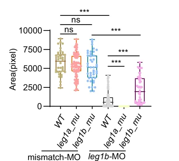 Open access visualization of Box Plot, Scatter Plot, Positive Signal Area, Embryo, fabp10a probe