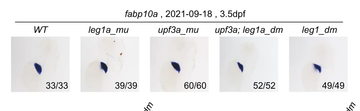 Open access visualization of Microscopy, Photo, WISH, fabp10a probe, Images