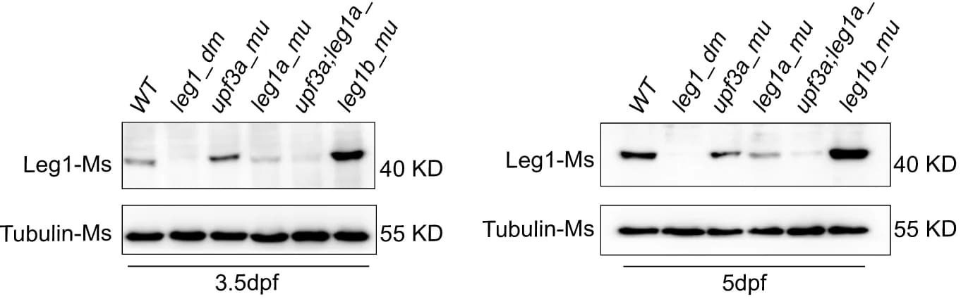 Open access visualization of Gel, Western Blot, Leg1 protein, Genotypes, Loading Control