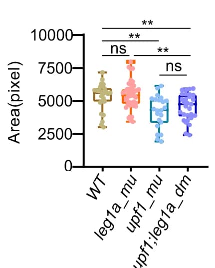 Open access visualization of Box Plot, Raincloud Plot, Liver Size, Embryos, Statistical Analysis