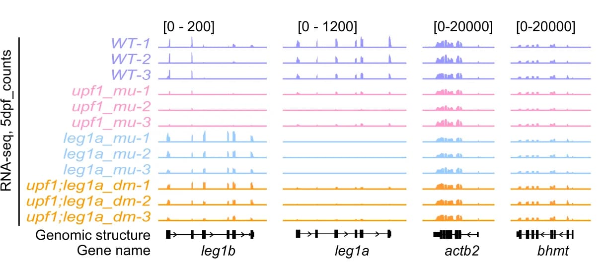 Open access visualization of Line Plot, Genome Browser View, Transcript Counts, RNA-seq, WT