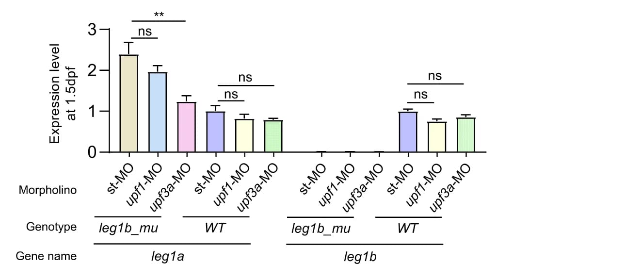 Open access visualization of Bar Plot, Error Bars, qPCR, leg1a transcripts, leg1b transcripts