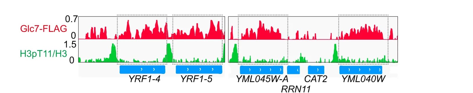 Open access visualization of Line Plot, ChIP-seq, Glc7-FLAG, H3pT11/H3, Genes