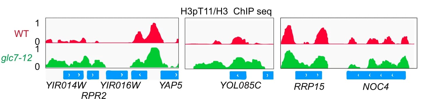 Open access visualization of Line Plot, Density Plot, ChIP-seq, H3pT11/H3, Genes