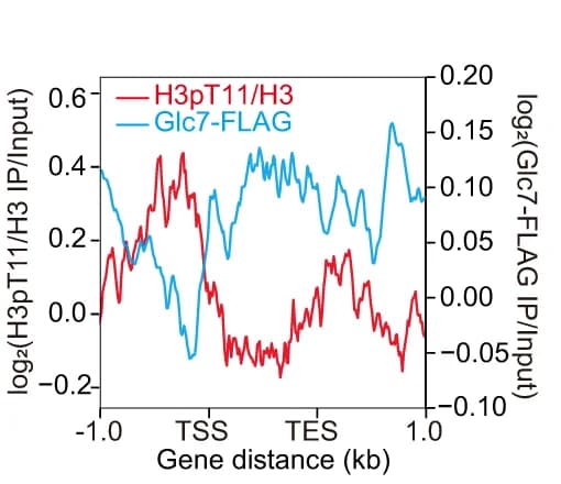 Open access visualization of Line Plot, H3pT11/H3, Glc7-FLAG, ATG genes, TSS