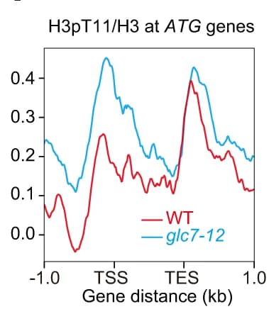 Open access visualization of Line Plot, RT-qPCR, ATG gene transcription, WT, glc7-12