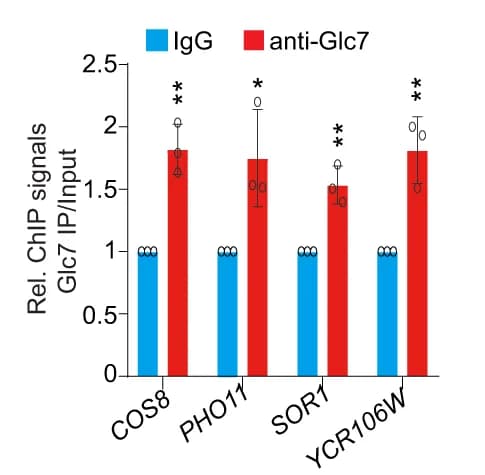 Open access visualization of Bar Plot, Error Bars, Clustered, ChIP-qPCR, Glc7 occupancy