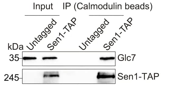 Open access visualization of Gel, Sen1, Glc7, Co-IP Assay, Calmodulin Beads