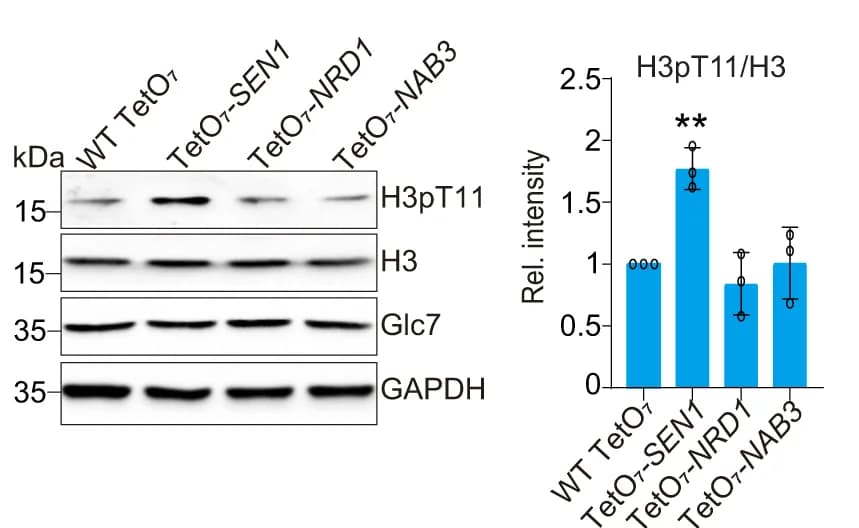 Open access visualization of Bar Plot, Error Bars, Gel, Immunoblot Analysis, H3pT11