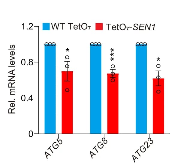 Open access visualization of Bar Plot, Error Bars, Clustered, RT-qPCR, ATG Gene