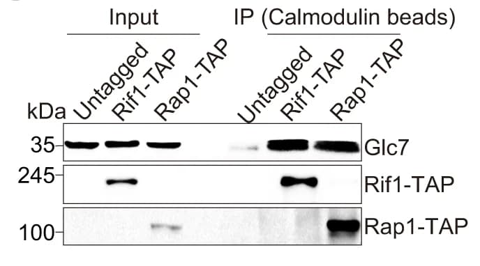 Open access visualization of Gel, Co-IP, Reciprocal IP, Glc7, Rif1