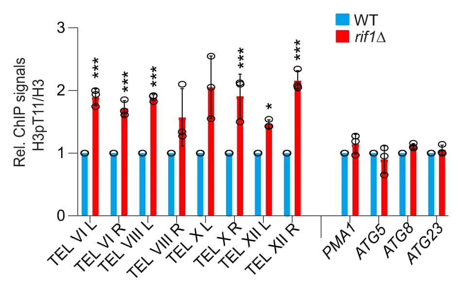 Open access visualization of Bar Plot, Error Bars, Clustered, ChIP-qPCR, H3pT11/H3