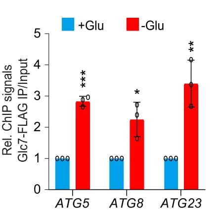 Open access visualization of Bar Plot, Error Bars, Clustered, ChIP-qPCR Analysis, Glc7-FLAG Occupancy