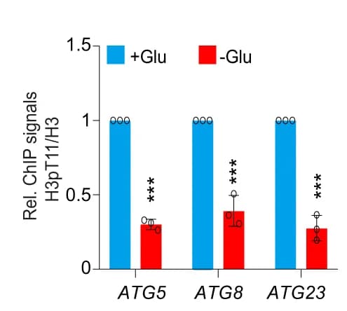 Open access visualization of Bar Plot, Error Bars, ChIP-qPCR Analysis, H3pT11/H3 Occupancy, ATG Genes