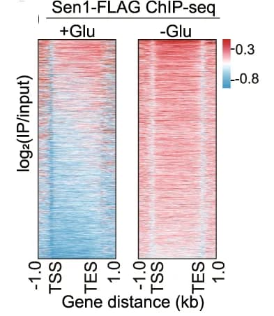 Open access visualization of Heatmap, Sen1-FLAG, Gene Occupancy, TSS, TES
