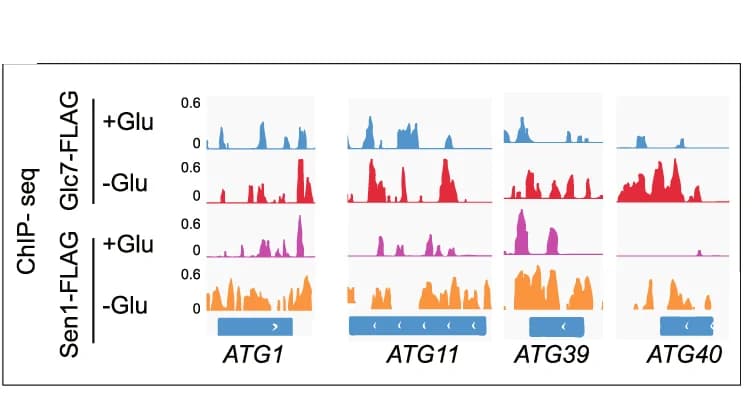 Open access visualization of Line Plot, Density Plot, ChIP-seq Tracks, Glc7-FLAG, Sen1-FLAG