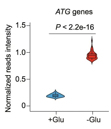 Open access visualization of Violin Plot, Box Plot, Box Plots, Glucose Starvation, Sen1-FLAG