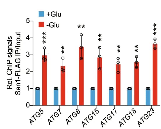Open access visualization of Bar Plot, Error Bars, ChIP-qPCR, Sen1-FLAG, ATG Genes