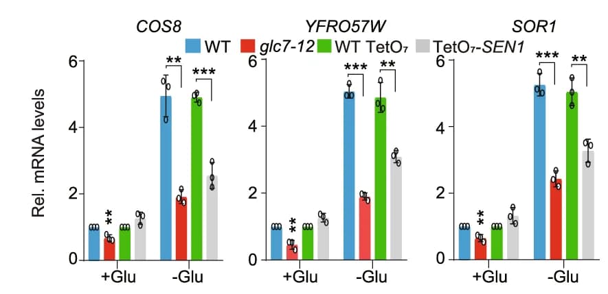 Open access visualization of Bar Plot, Error Bars, Clustered, RT-qPCR, Telomere-proximal Genes