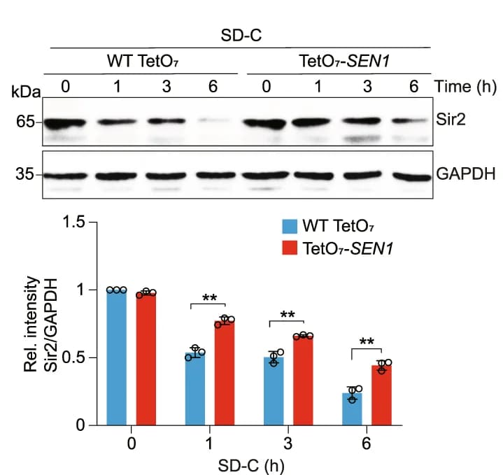 Open access visualization of Bar Plot, Error Bars, Gel, Immunoblots, Sir2