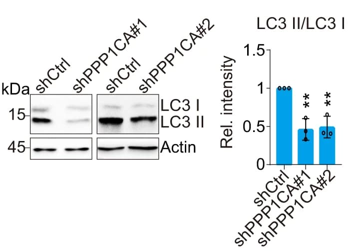 Open access visualization of Bar Plot, Error Bars, Gel, Autophagy, Control