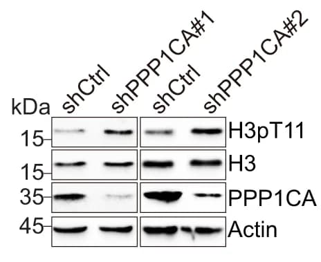 Open access visualization of Gel, ChIP-qPCR, PPP1CA, Autophagy, ULK1