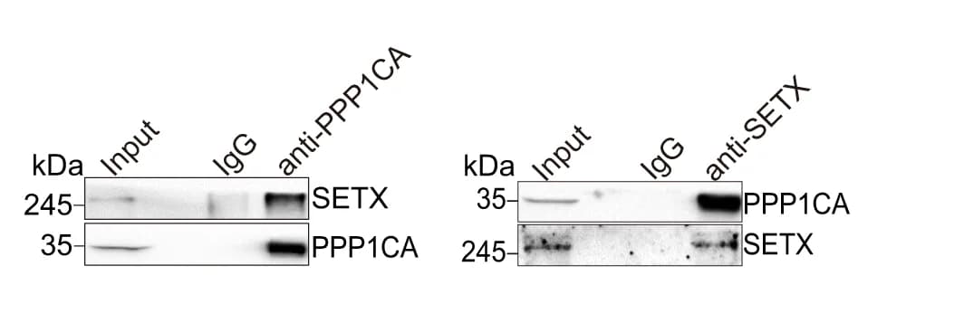 Open access visualization of Gel, Co-IP, Reciprocal IP, PPP1CA, SETX