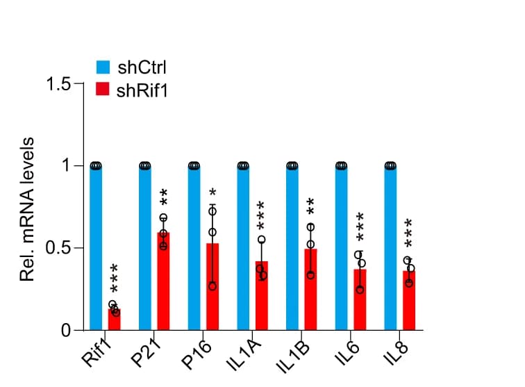 Open access visualization of Bar Plot, Error Bars, Clustered, RT-qPCR, Transcription