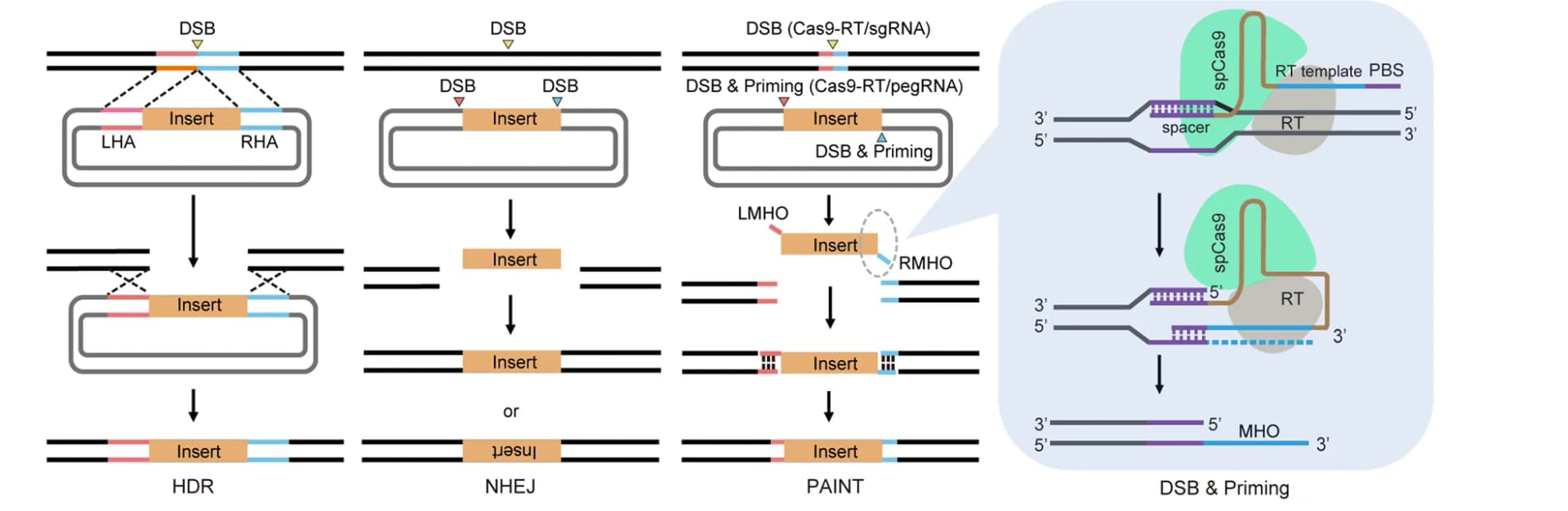 Open access visualization of Workflow, Illustration, HDR, NHEJ, PAINT