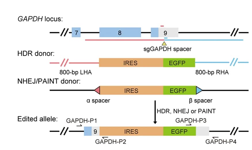 Open access visualization of Workflow, Illustration, HDR, NHEJ, PAINT