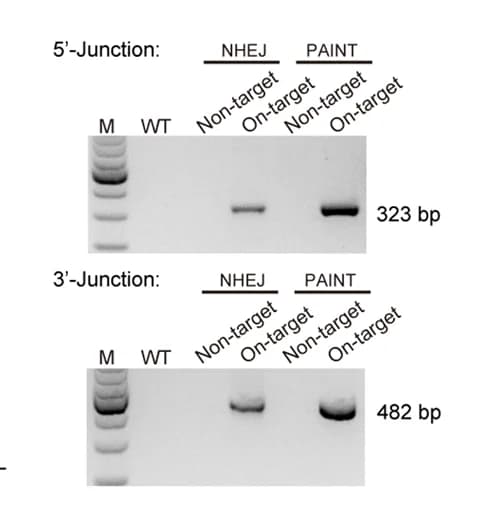 Open access visualization of Gel, NHEJ, PAINT, PCR, Genotyping