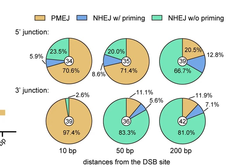 Open access visualization of Pie Chart, Sanger Sequencing, NHEJ, PMEJ, PAINT