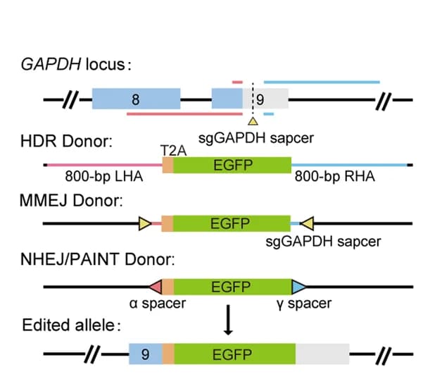 Open access visualization of Workflow, Illustration, HDR, NHEJ, MMEJ