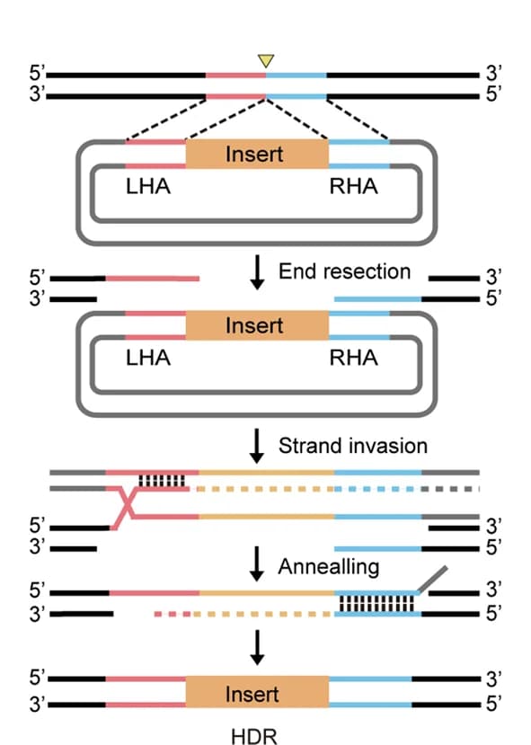 Open access visualization of Workflow, Flowchart, Illustration, HDR, PAINT