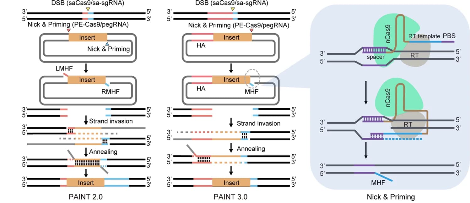 Open access visualization of Workflow, Illustration, PAINT 2.0, PAINT 3.0, DNA Strand