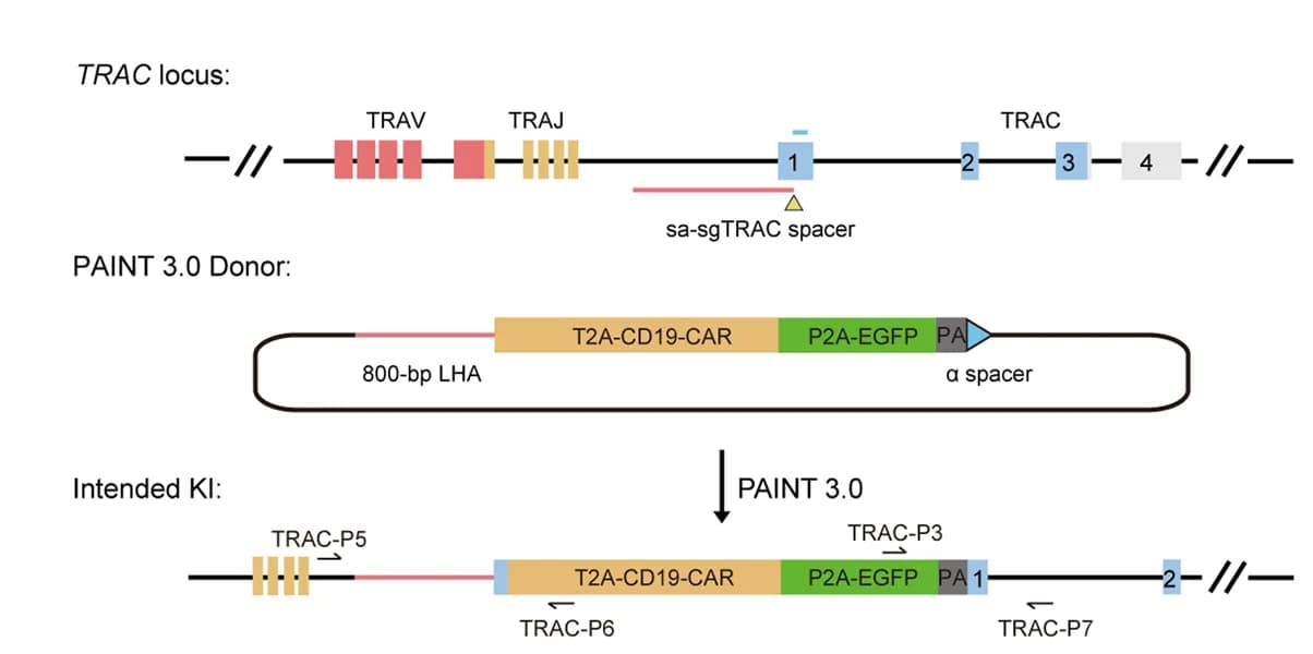 Open access visualization of Workflow, Illustration, PAINT 3.0, CD19 CAR-EGFP transgene, TRAC locus