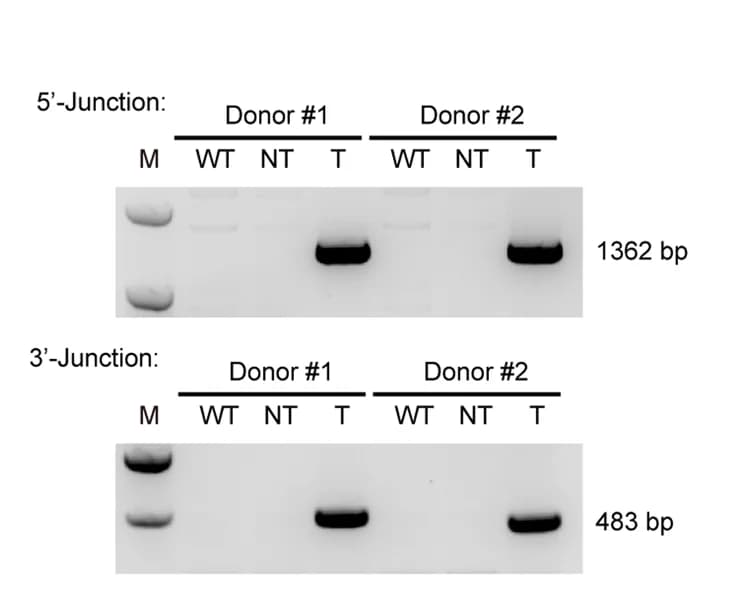 Open access visualization of Gel, PCR genotyping, PAINT 3.0, CAR-T Cells, TRAC Alleles