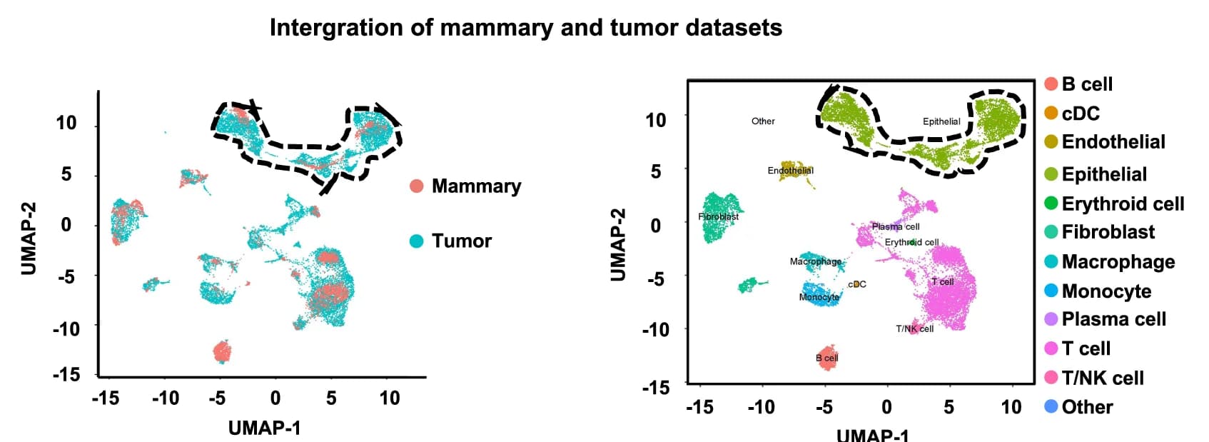 Open access visualization of Scatter Plot, UMAP, Mammary Cells, Tumor Cells, Samples