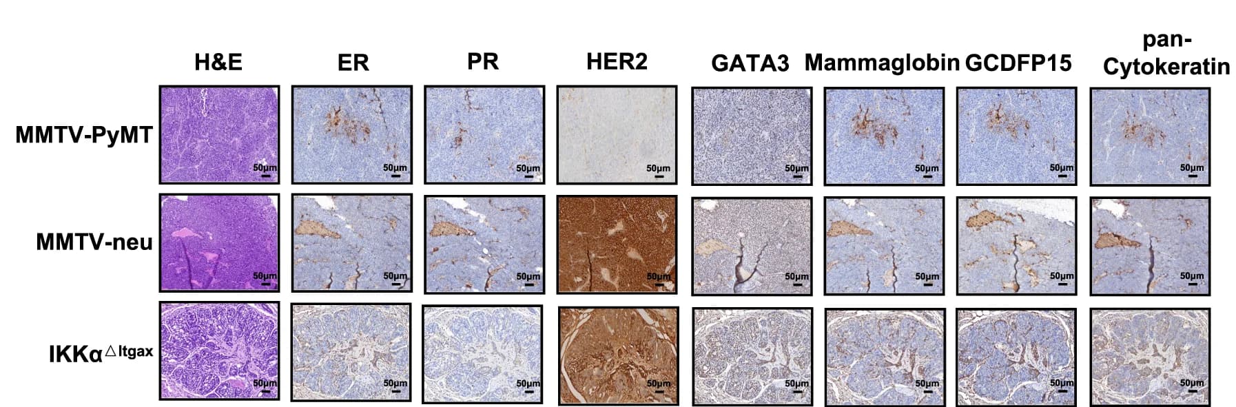 Open access visualization of Microscopy, H&E Staining, IHC, Tumors, MMTV-neu mice
