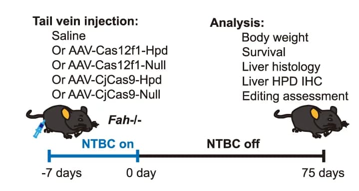 Open access visualization of Workflow, Illustration, Gene Therapy, AAV-CjCas9, AAV-Un1Cas12f1