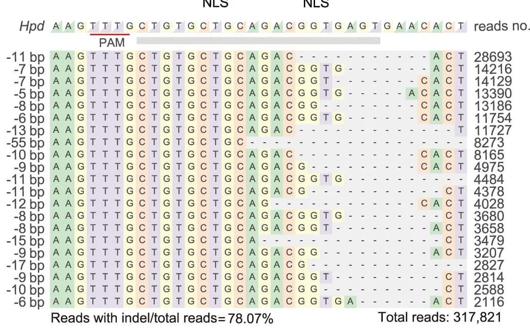 Open access visualization of Gel, Deep Sequencing, Gene Editing, Liver DNA, Cas12f1 Treatment