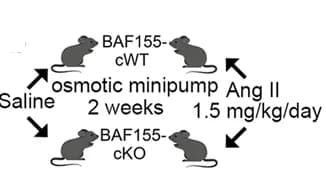 Open access visualization of Workflow, Illustration, Schematic, Ang II, Mouse Model
