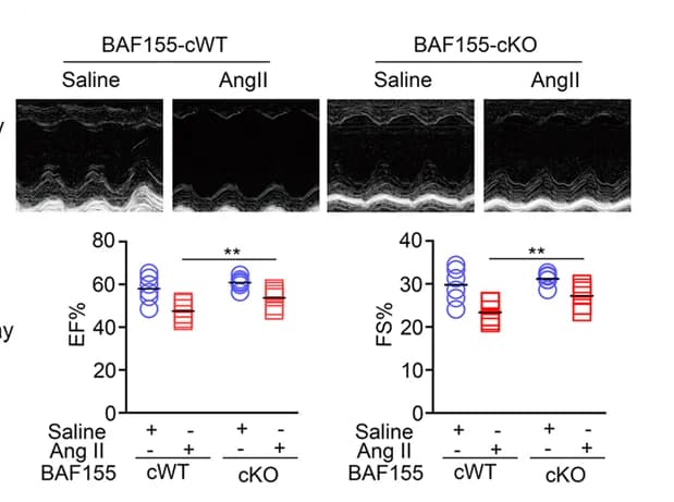Open access visualization of Scatter Plot, Box Plot, EF%, FS%, BAF155-cWT Mice